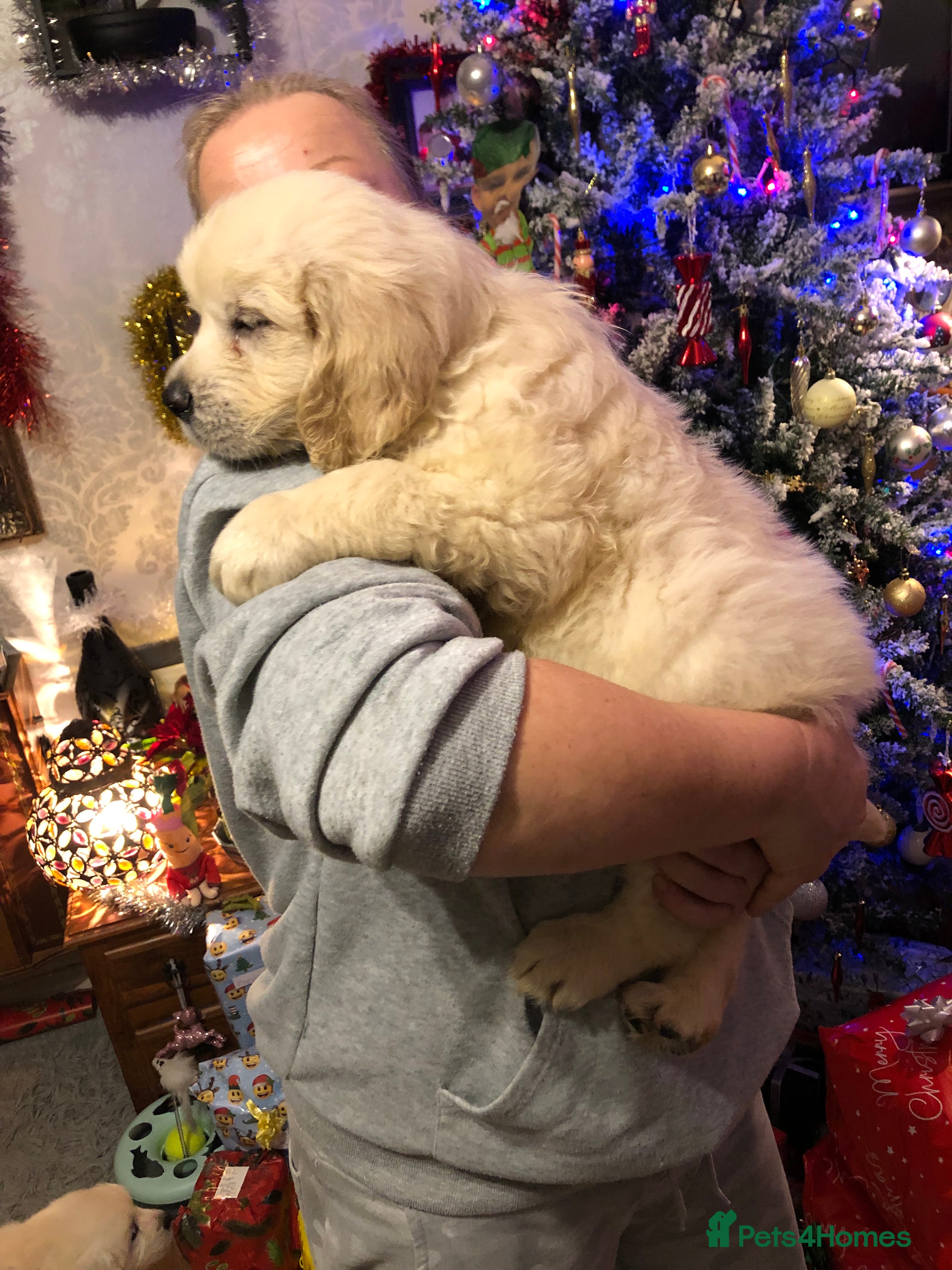 Golden Retriever dogs READY TODAY Show quality golden retriever puppies  - Advert 17