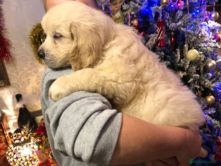 Golden Retriever dogs READY TODAY Show quality golden retriever puppies - Advert 17