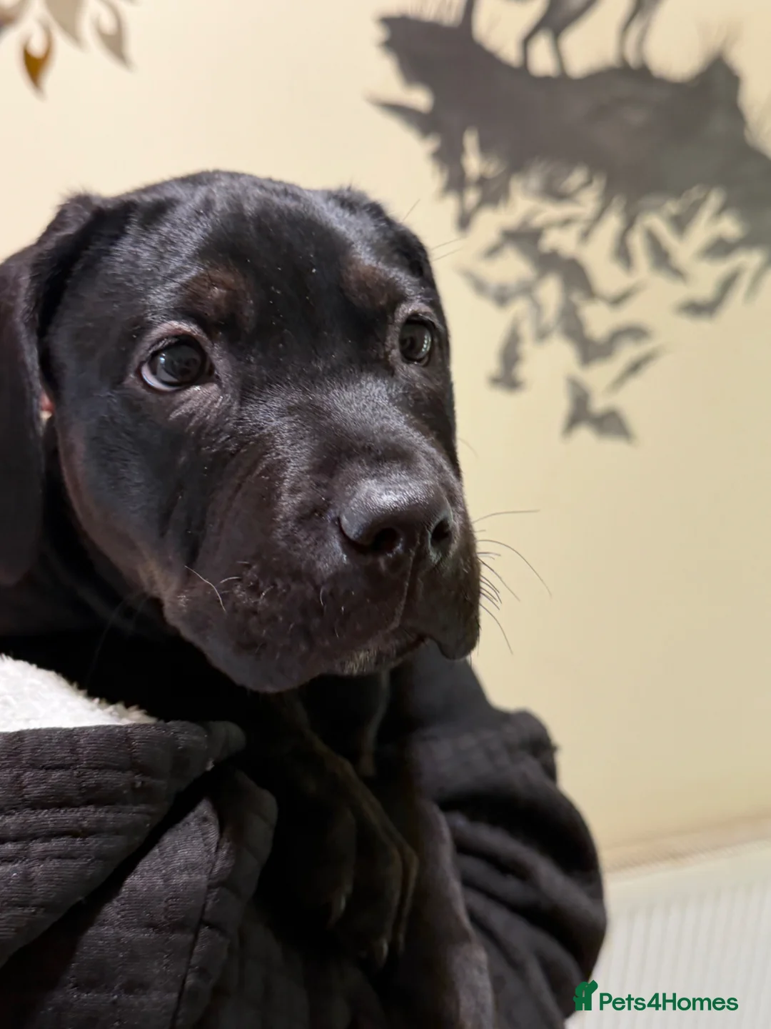 Mixed Breed dogs for sale: Staffordshire bull terrier cross Labrador - Advert 2