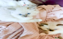 Ragdoll cats for sale: Ragdoll Kittens ready now* - Image 3