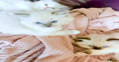Ragdoll cats - Advert 11