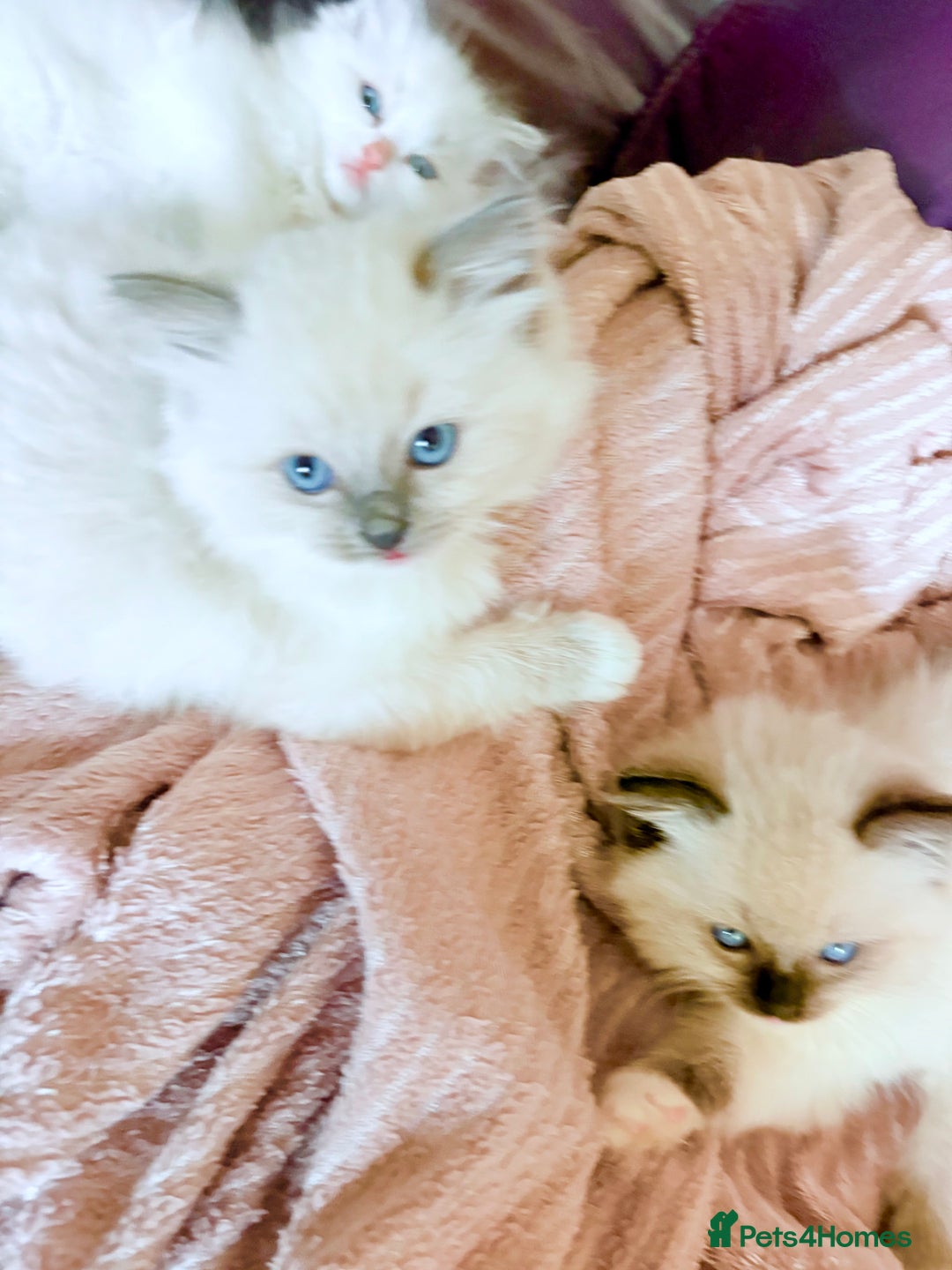 Ragdoll cats for sale: Ragdoll Kittens ready now* - Image 3
