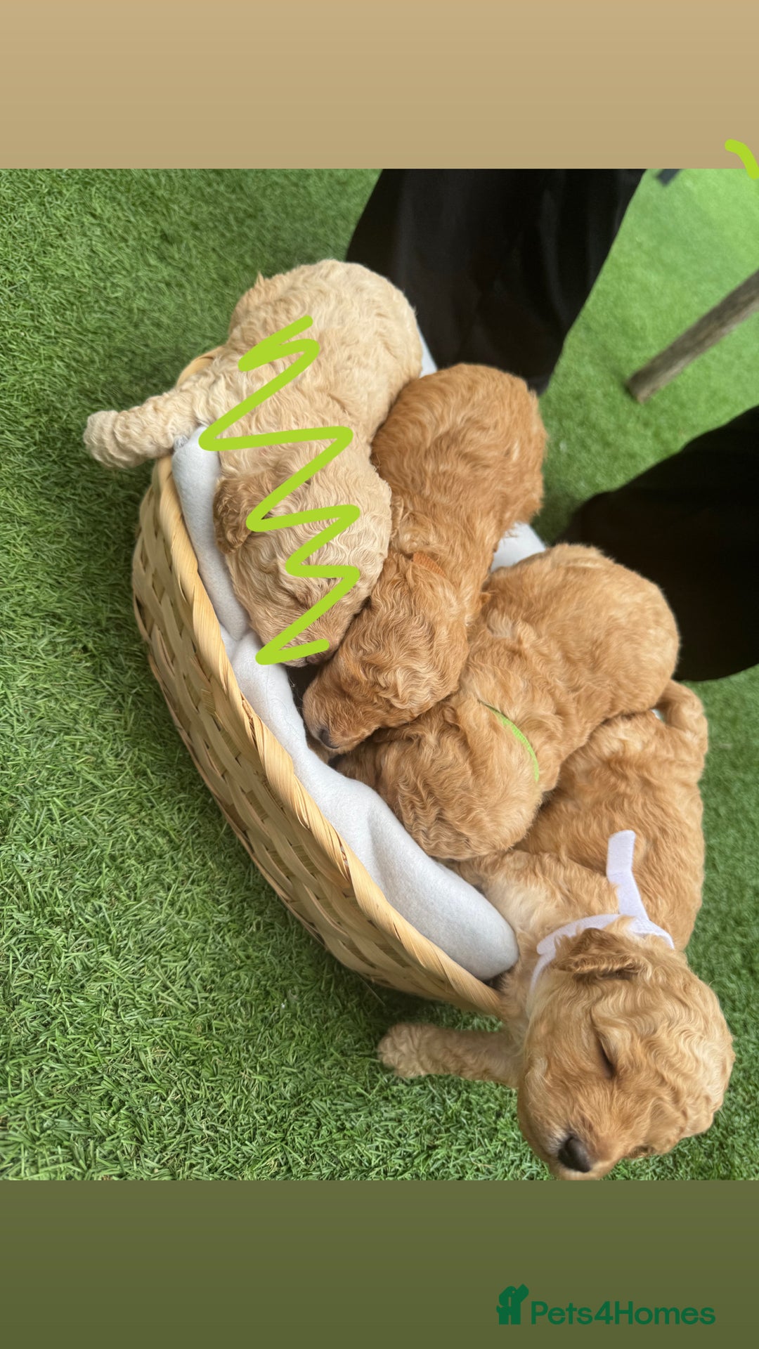 Labradoodle dogs for sale: Labradoodle puppies looking for a loving home  - Image 4