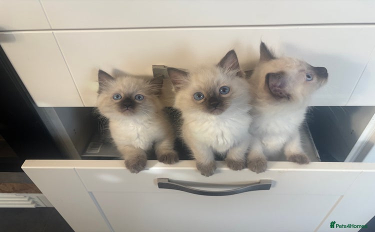 Ragdoll cats - Advert 5