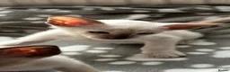 Siamese cats for sale: Healthy beautiful GCCF registered siamese - Advert 7