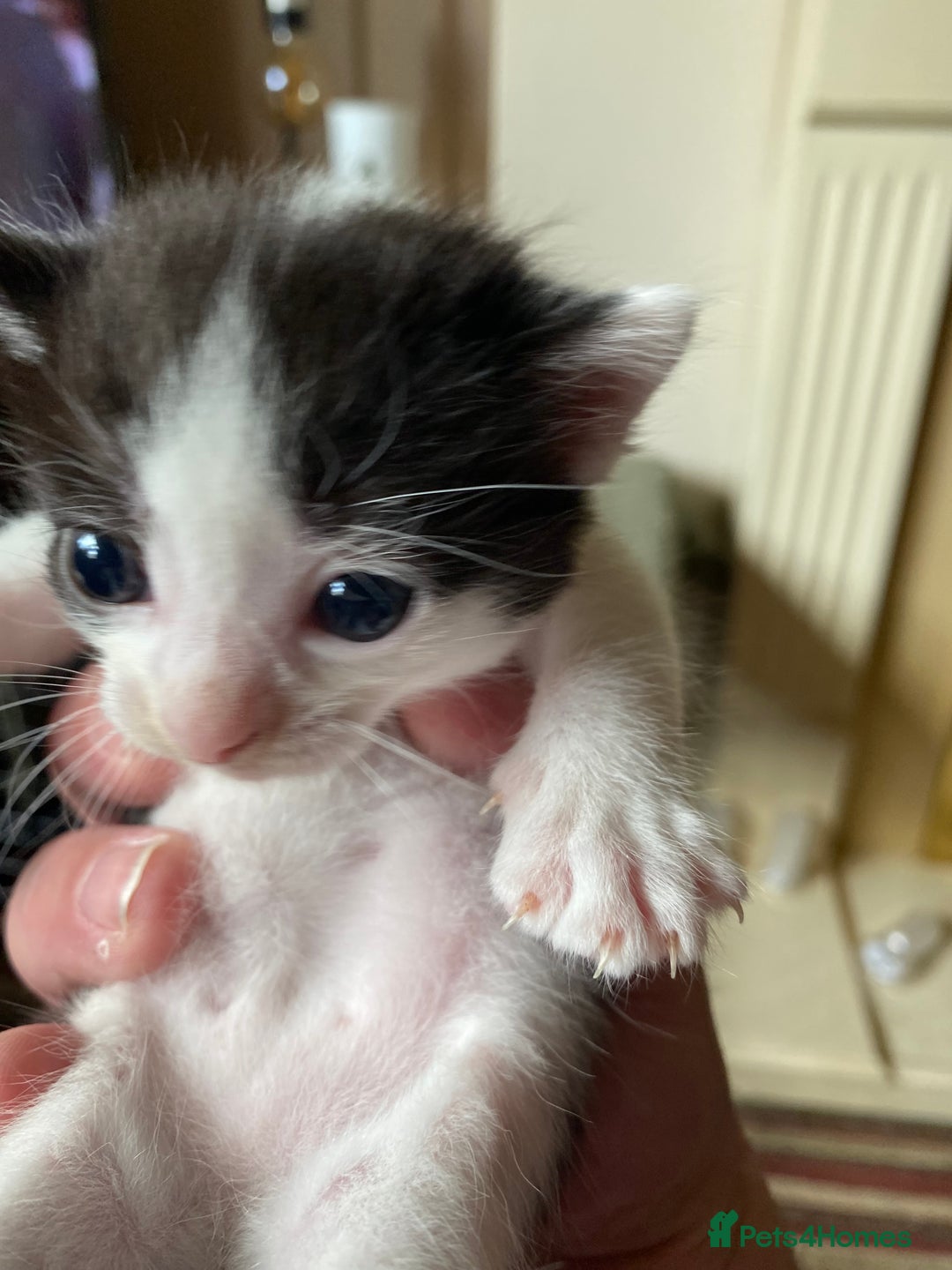 British Shorthair cats for sale: Mabel’s beautiful babies  - Image 9