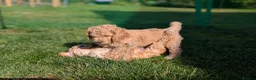Goldendoodle dogs for sale: 🐾 Beautiful Standard Goldendoodle Puppies 🐾 - Advert 3
