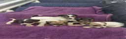 Jack Russell dogs for sale: Jack Russell puppies, full pedigree  - Advert 10
