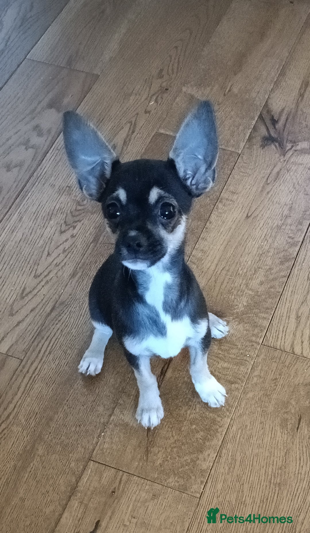 Mixed Breed dogs for sale: 3/4 chihuahua x 1/4 Italian greyhound - Advert 1