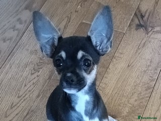 Mixed Breed dogs 3/4 chihuahua x 1/4 Italian greyhound - Advert 10