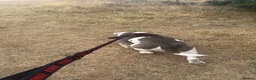 Olde English Bulldogge dogs for sale: Olde English bulldog  - Advert 2