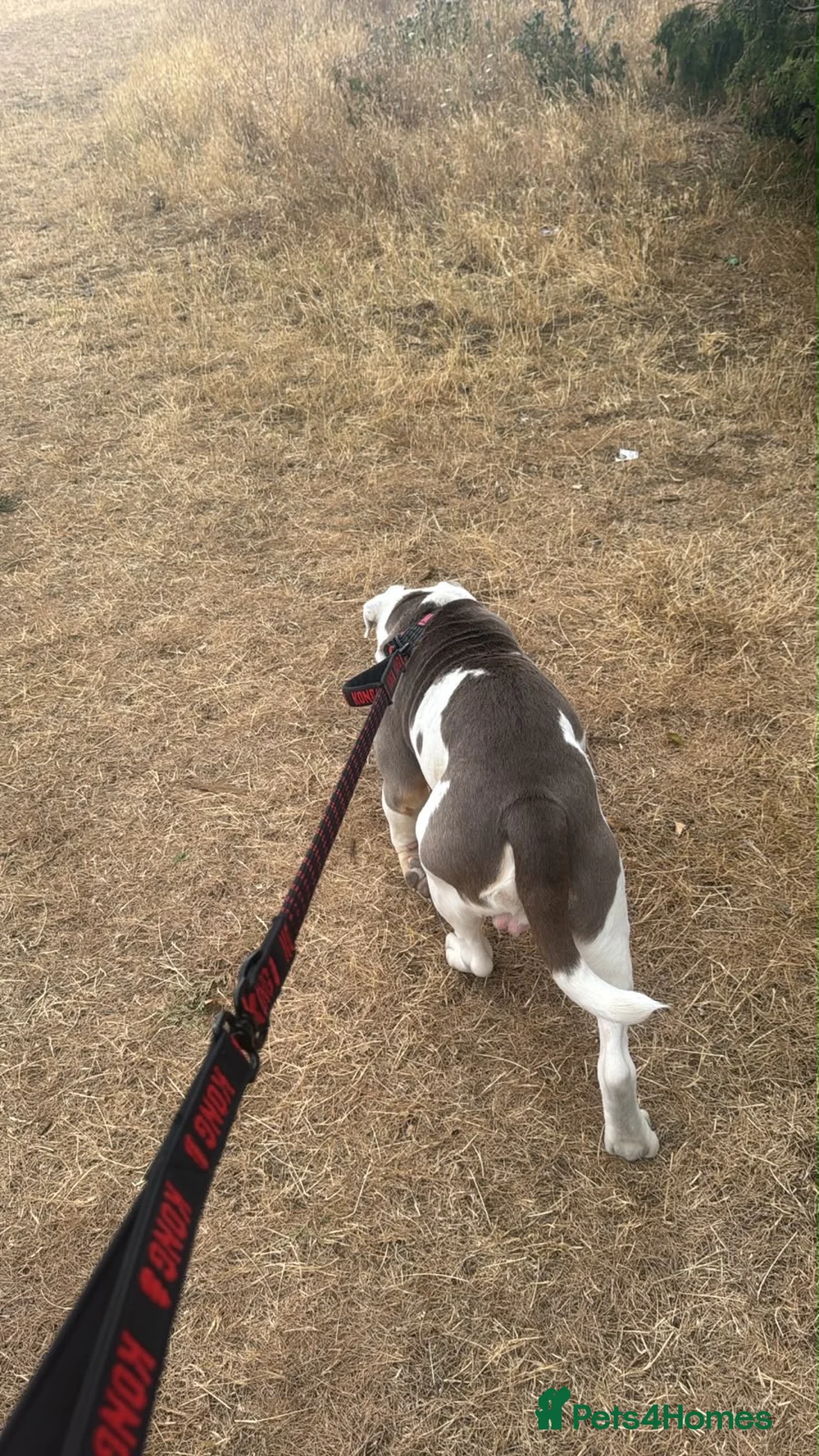 Olde English Bulldogge dogs for sale: Olde English bulldog  - Advert 2