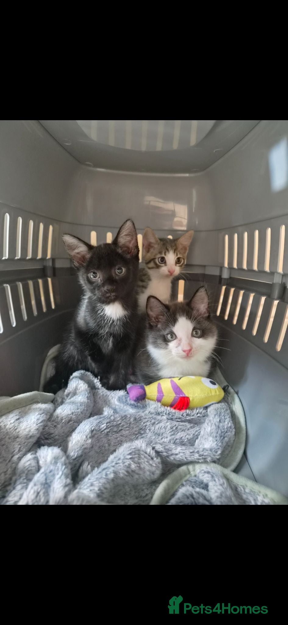 Maine Coon cats 3 Adorable Half Main Coon kittens - Advert 2