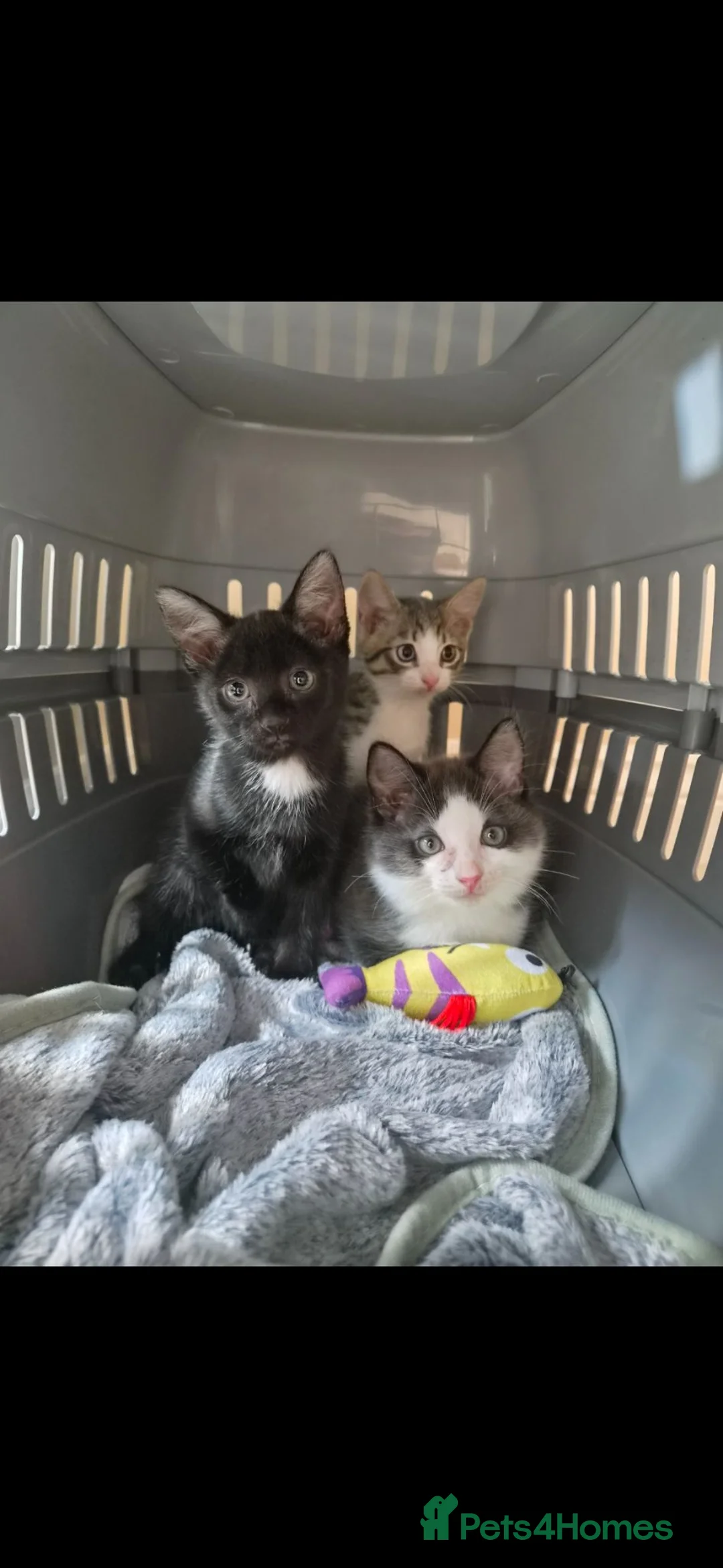 Maine Coon cats for sale: 3 Adorable Half Main Coon kittens - Advert 1