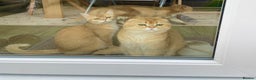 Scottish Fold cats for stud: NY12 CHOCO GOLDEN  SCOTTISH FOLD MALE FOR STUD - Advert 5