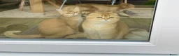 Scottish Fold cats for stud: NY12 CHOCO GOLDEN  SCOTTISH FOLD MALE FOR STUD - Advert 5