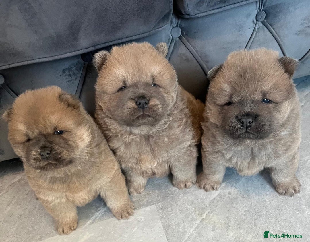 Chow Chow dogs for sale: CHOW CHOW PUPPYS  - Advert 1