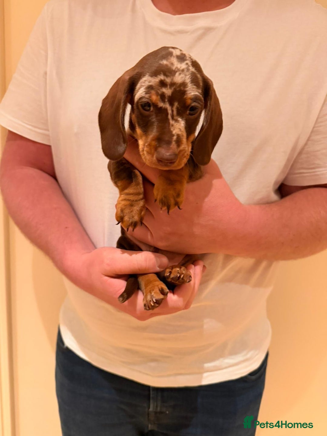 Miniature Dachshund dogs for sale: Miniature dachshund  - Advert 3