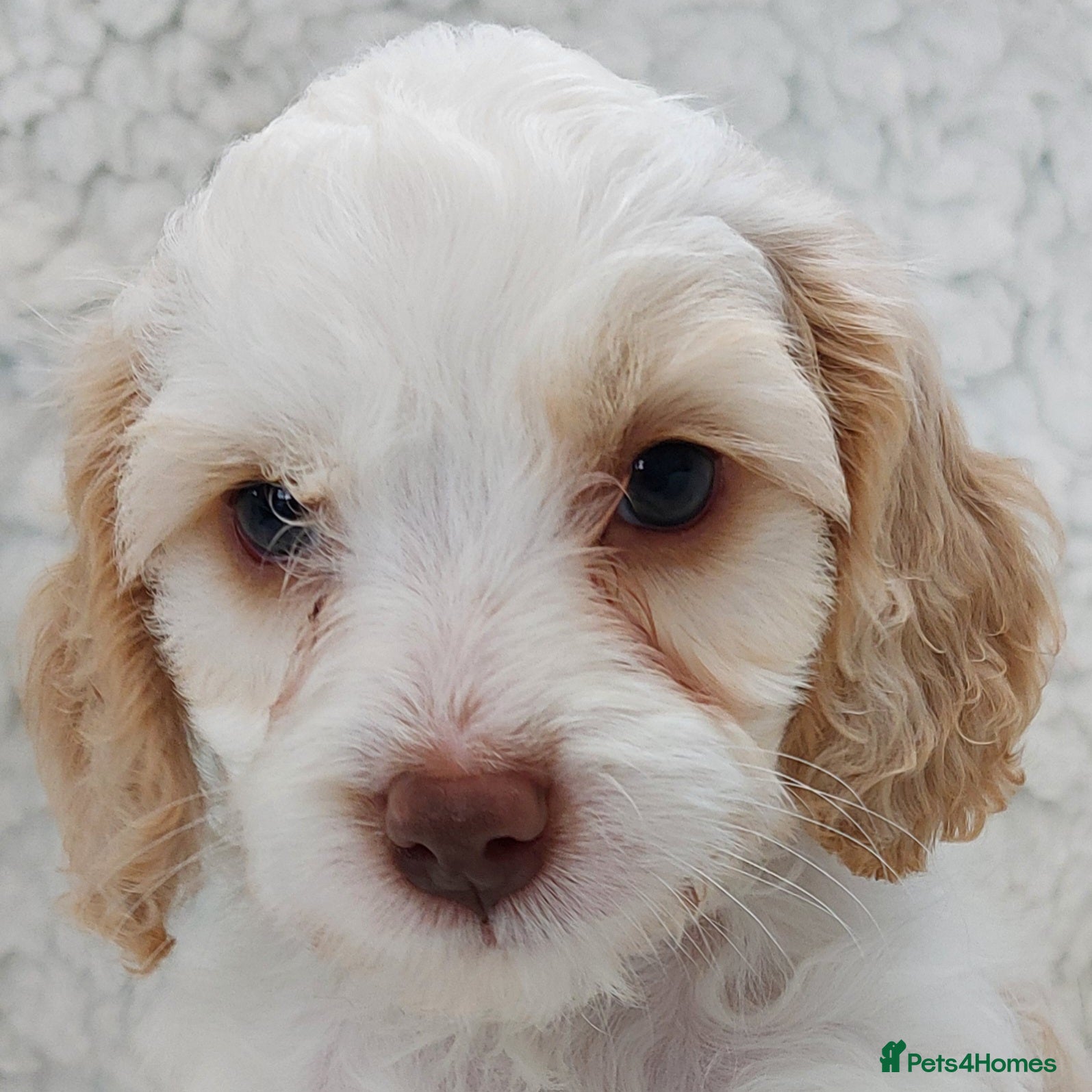 Cockapoo dogs Reduced - 2 Beautiful Cockapoos.  - Advert 4