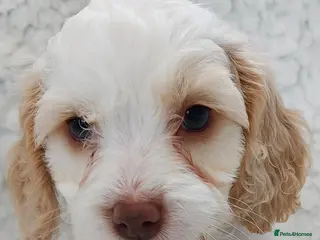 Cockapoo dogs Reduced - 2 Beautiful Cockapoos. - Advert 18