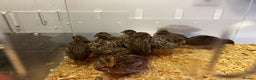 Quail poultry for sale: 12 Chinese quail chicks,  - Advert 1