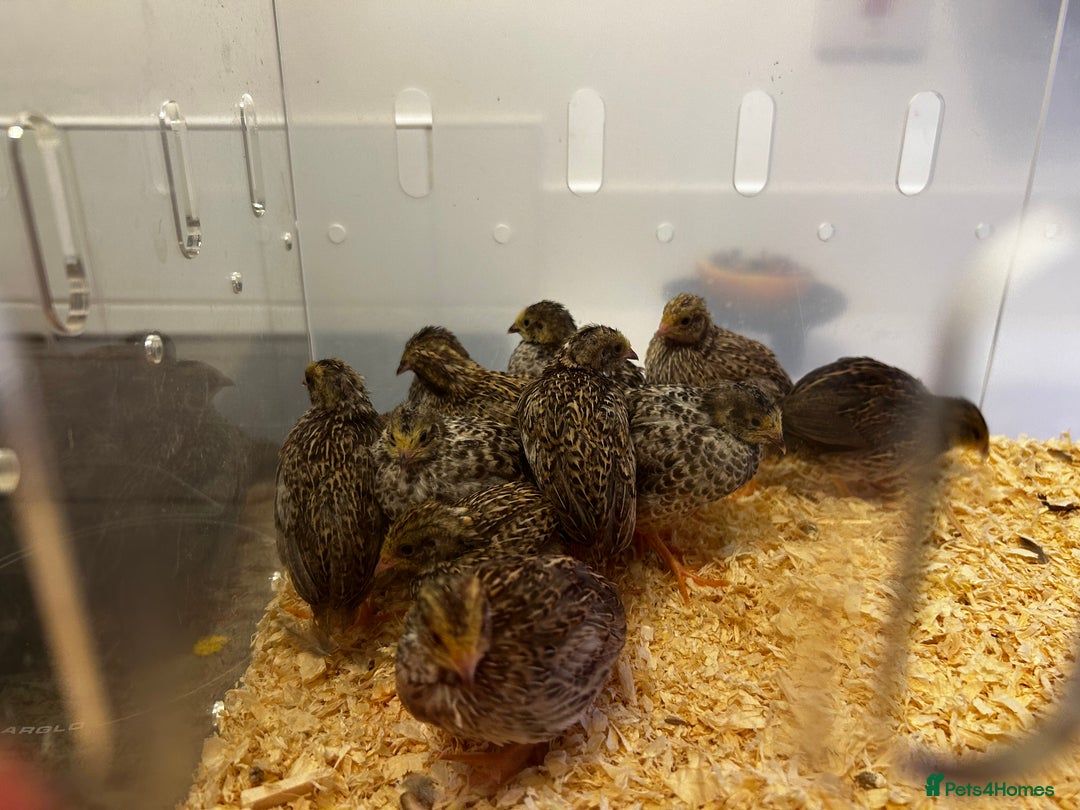 Quail poultry for sale: 12 Chinese quail chicks,  - Image 1