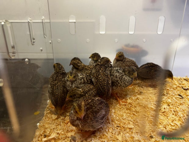 Quail poultry - Advert 2