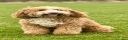 Labradoodle dogs for stud: Outstanding Boy F/F -Hips 2/2 Elbows 0/0  - Advert 5