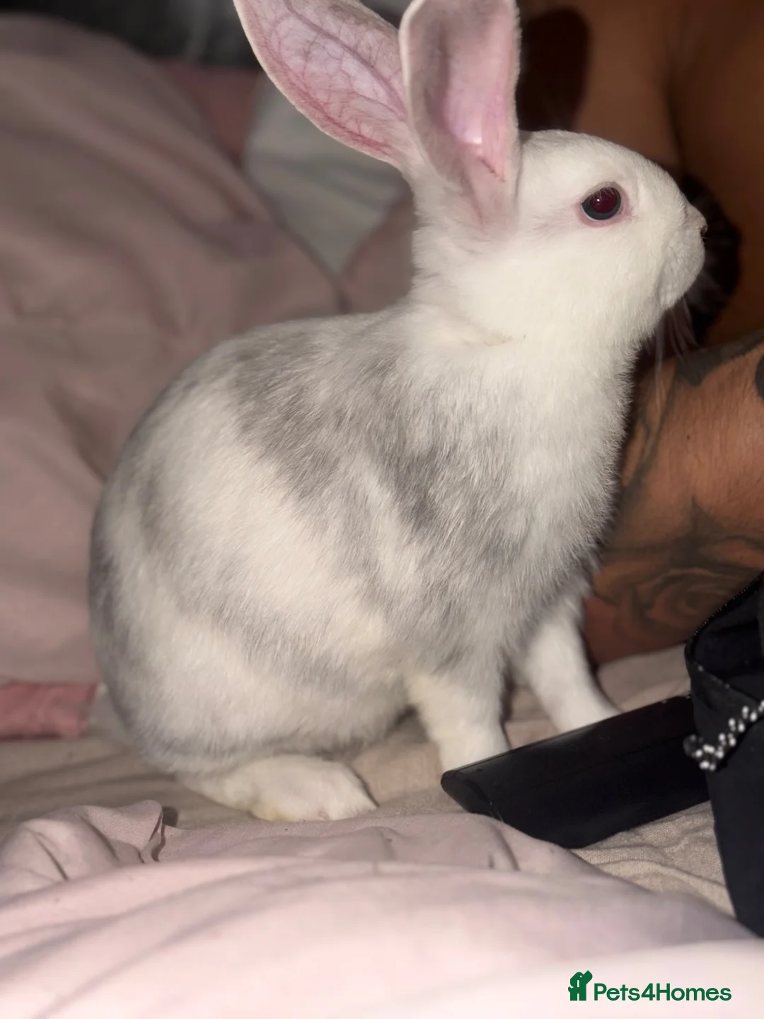 Mini Lop rabbits for sale: Rabbits in Heywood - Advert 2