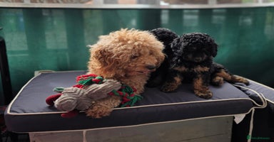 Cavapoo dogs - Advert 1