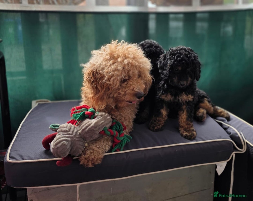 Cavapoo dogs for sale: Cavapoo puppies NEED HOME  - Image 3