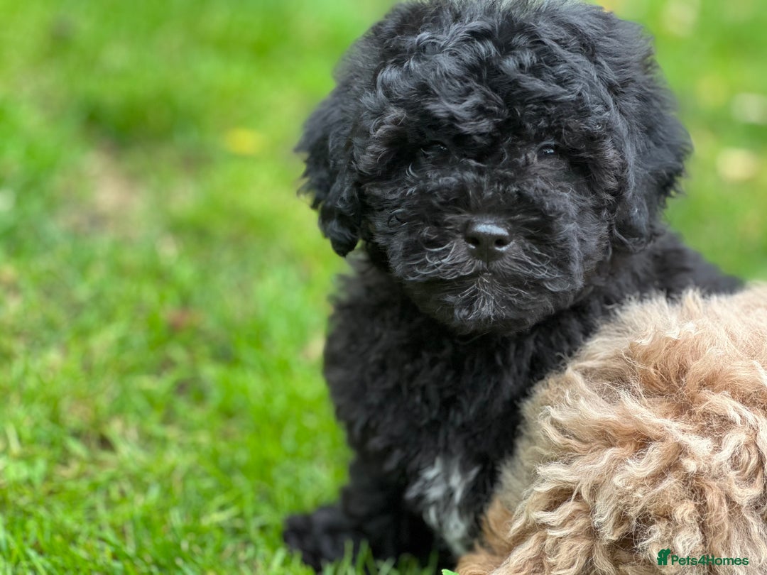 Shihpoo dogs for sale: Absolutely stunning Shihpoo pups ready now ❤️ - Image 20