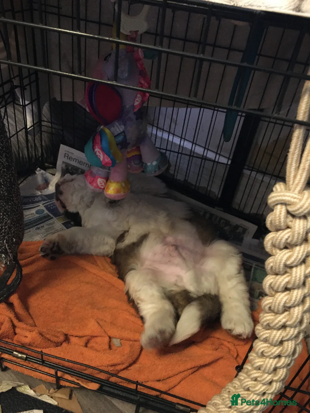 Saint Bernard dogs for sale: Health-tested line established 1990s. - Advert 8