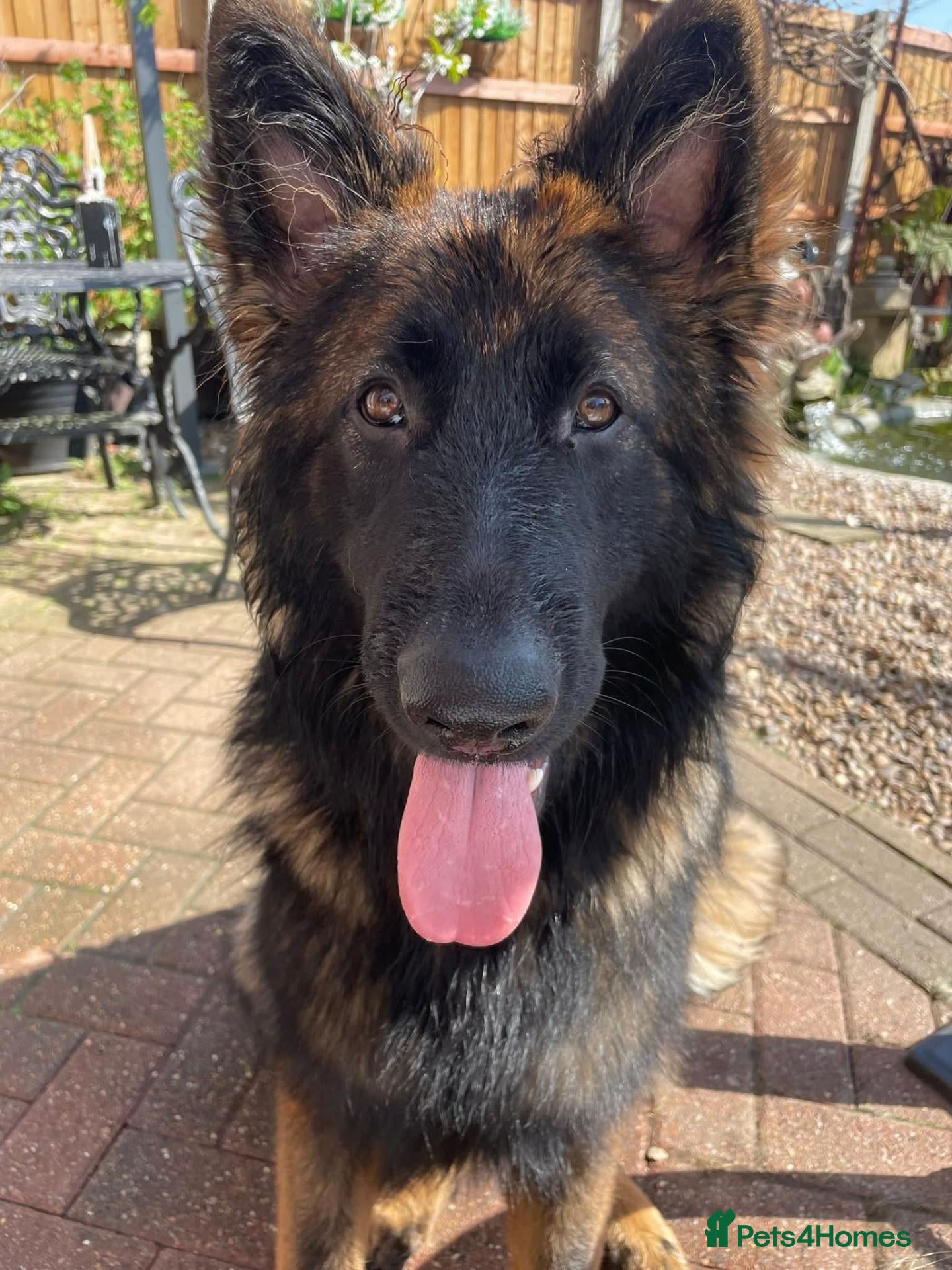 German Shepherd dogs Amazing Loki  for stud  - Advert 17