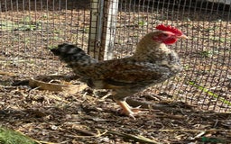 Chickens poultry for sale: Old English game bantam (Carlise type) cockerel  - Image 5