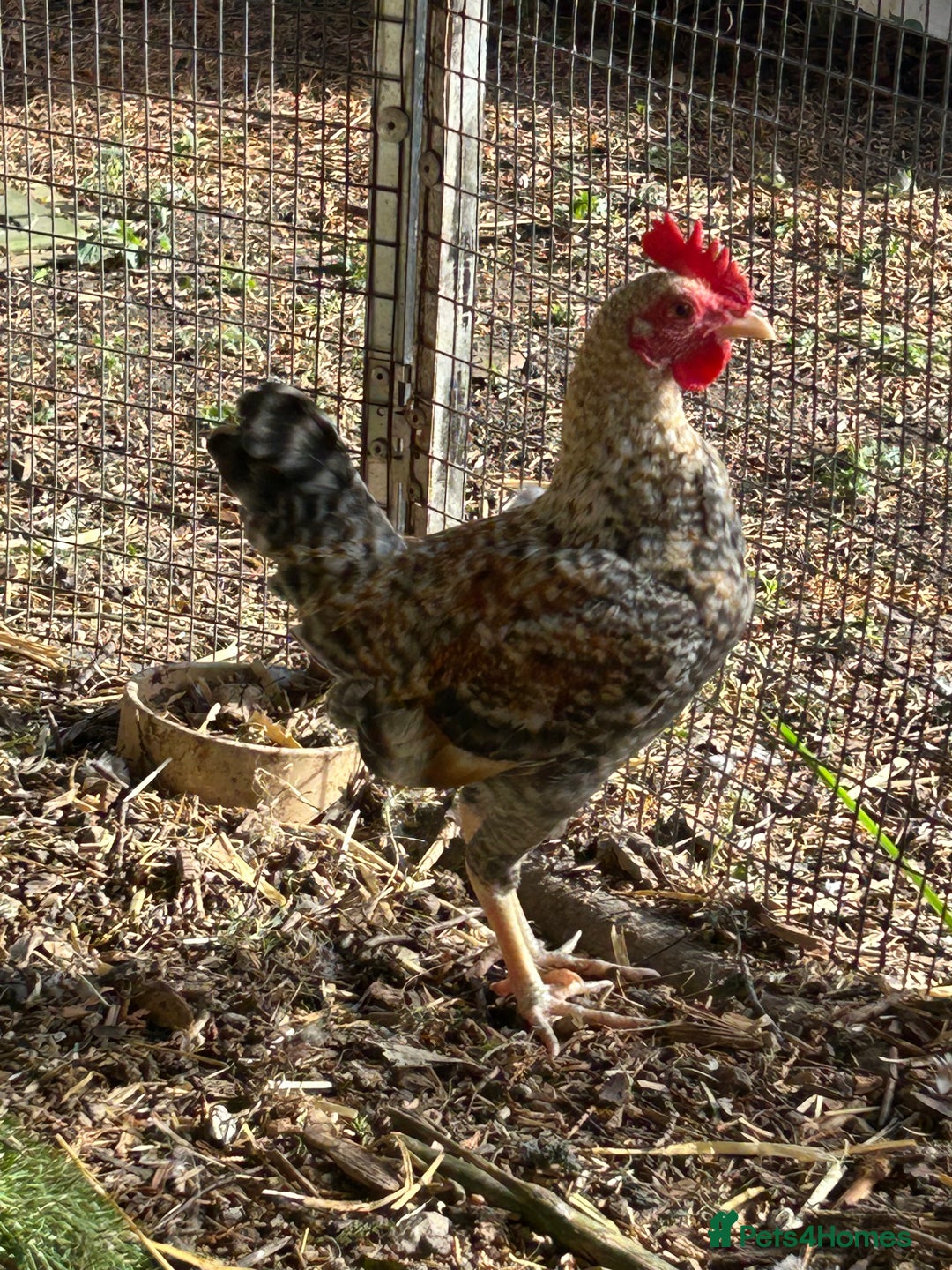 Chickens poultry for sale: Old English game bantam (Carlise type) cockerel  - Image 5