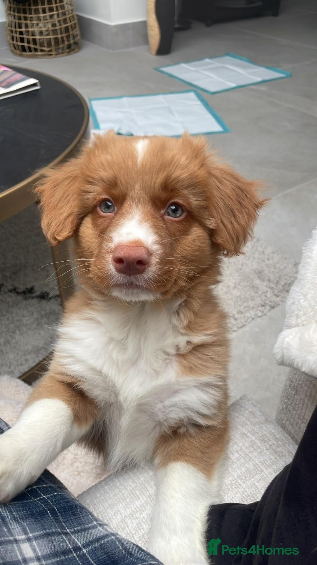 Nova Scotia Duck Tolling Retriever dogs for sale: Scalpsie Toller Puppies  - Advert 22
