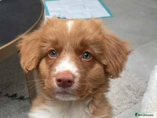 Nova Scotia Duck Tolling Retriever dogs for sale: Scalpsie Toller Puppies - Advert 22