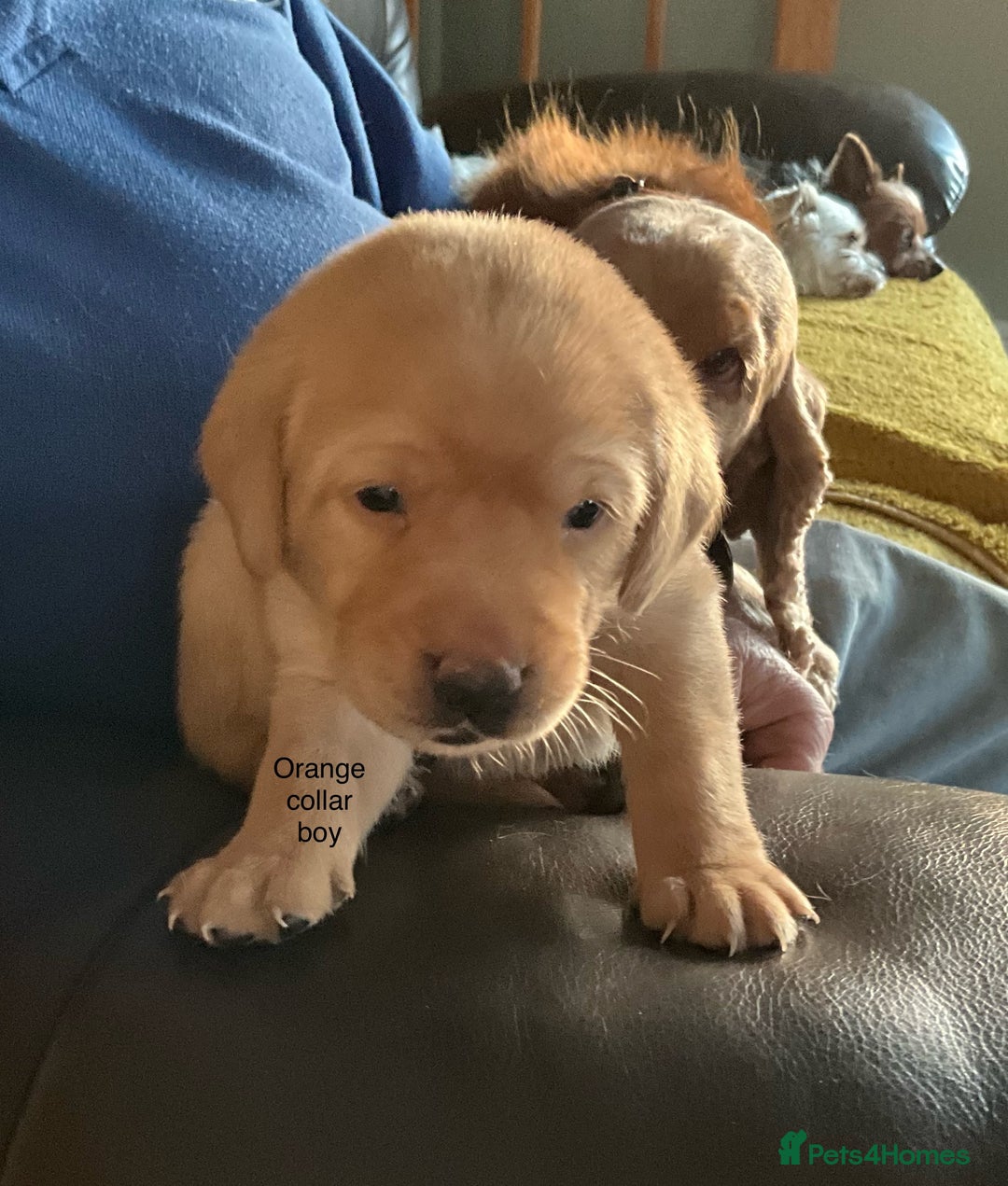 Labrador Retriever dogs for sale: Gorgeous Litter of Labrador Puppies - Advert 3