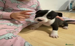 Mixed Breed dogs for sale: French bulldog x American staff - Image 15