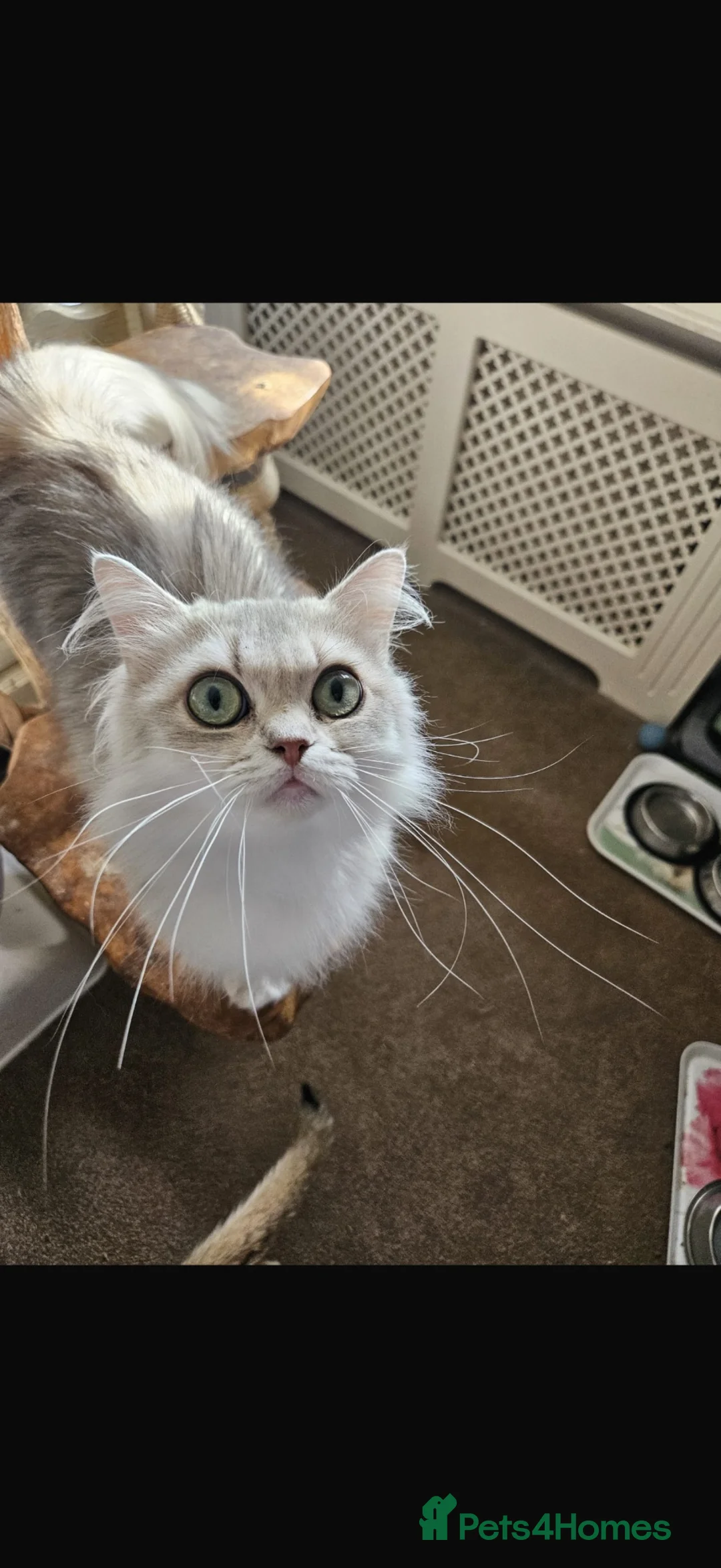 British Longhair cats for sale: British long hair female  - Advert 2
