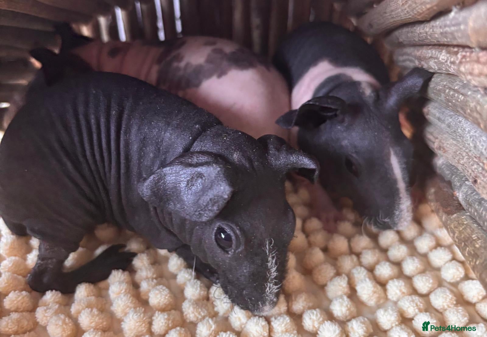 Guinea Pig rodents Gorgeous Skinny Pigs!  - Advert 1