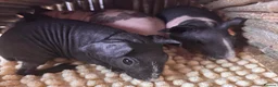 Guinea Pig rodents for sale: Gorgeous Skinny Pig Boars - Advert 4