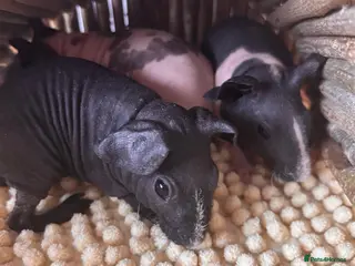 Guinea Pig rodents Gorgeous Skinny Pigs! - Advert 1