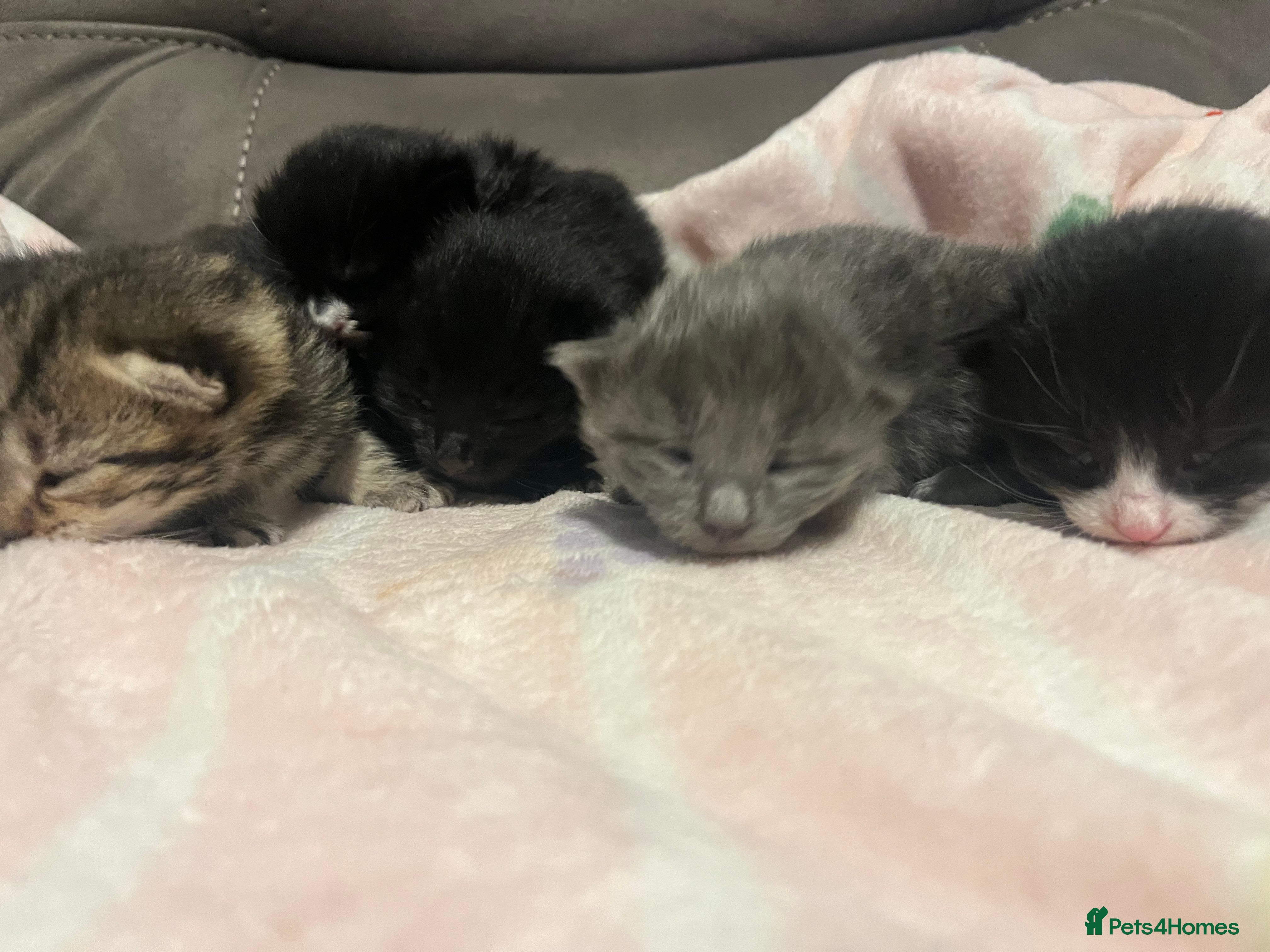 Mixed Breed cats Persian X kittens - Advert 11