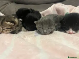 Mixed Breed cats Persian X kittens - Advert 11