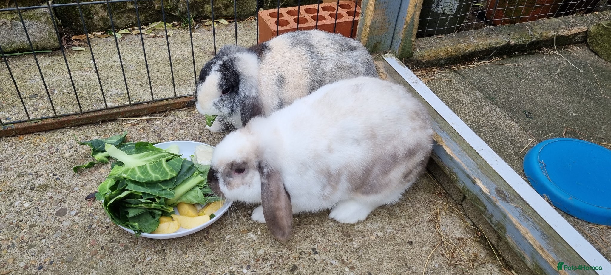 Mini Lop rabbits Mini lop rabbits - Advert 1