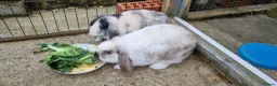 Mini Lop rabbits for sale: Mini lop rabbits in Derby - Advert 1