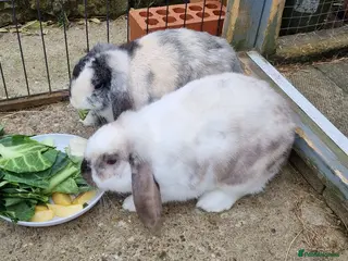 Mini Lop rabbits Mini lop rabbits - Advert 1