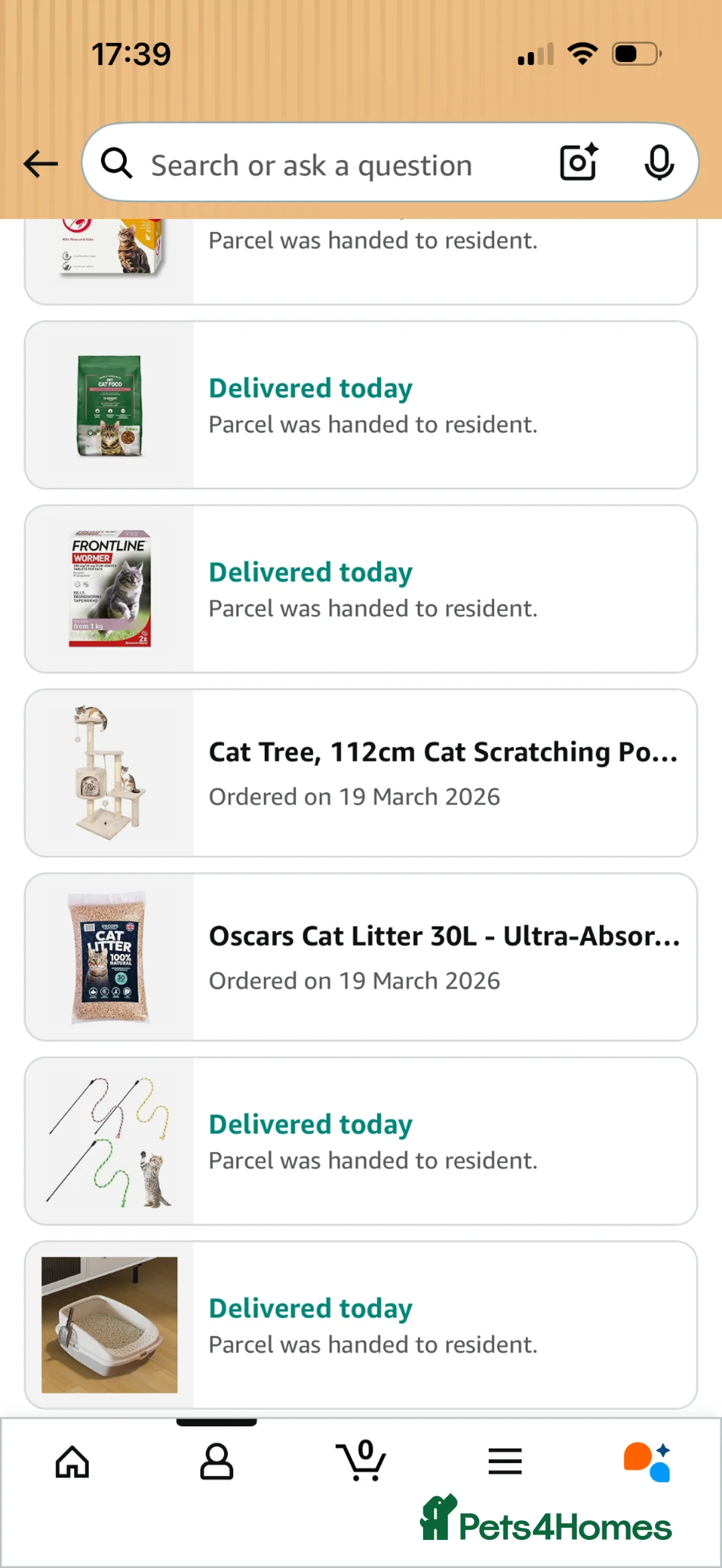 Russian Blue cats for sale: Kirby  - Advert 11